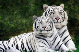 2. Bílí bengálští tygři Exotická zvířata