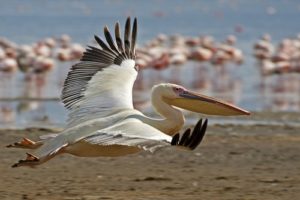2. Veľký biely pelikán