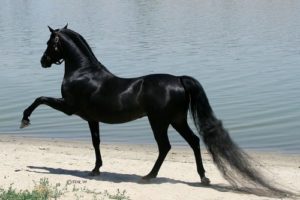 3. Arabský kůň Exotická zvířata