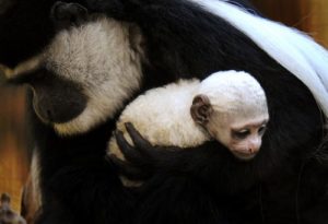 3. Baby Monkey v náručí jej matky
