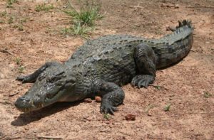 3. Krokodyl