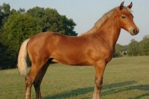 3. Morgan 10 najkrajších plemien koní z celého sveta najkrajši kôň na svete