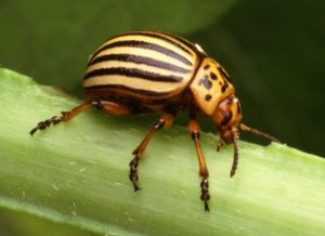 4. Escarabajos
