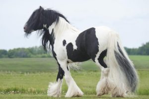 4. Cigánsky kôň 10 najkrajších plemien koní z celého sveta najkrajši kôň na svete