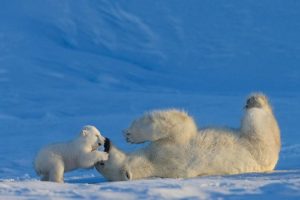 4. Detský ľadový medveď sa hrá so svojou matkou