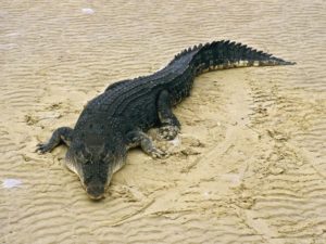 4. Krokodýl