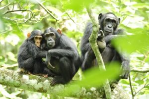5. Šimpanzi Nejdražší domácí zvířata