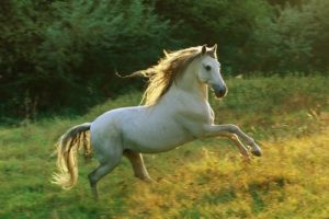 5. Andalusisk häst 10 vackraste hästraser från hela världen världens vackraste häst