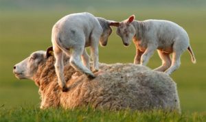 5. Jagnięta bawiące się na matce owcy
