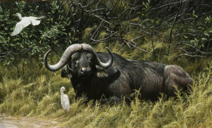 6. Cape Buffalo