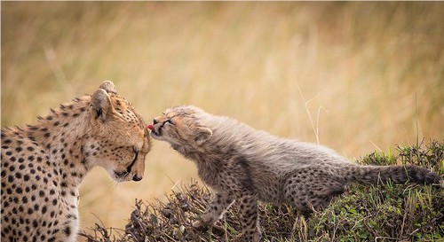 6. Gepard mláďa a jej matka