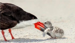 7. Black Skimmer Bird and Baby Chick