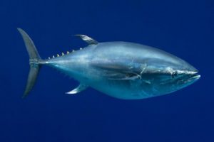7. Tuńczyk błękitnopłetwy Najdroższe zwierzęta domowe