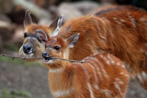 8. Mládě antilopy hrající si s klackem