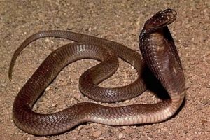 8. Filipínska kobra