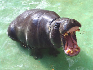 8.hippopotamus