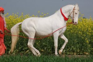 8. Marwari kůň