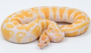 8. Lavender Albino Ball Python Najdrahšie domáce zvieratá