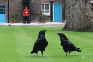 9. London Tower Ravens