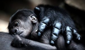 9. Gorilí matka objala své mládě