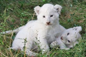 9. Cachorros de león blanco Mascotas más caras