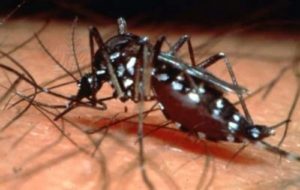 9. Komár dengue