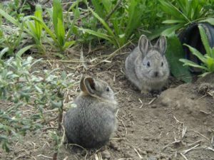El conejo más pequeño Conejo pigmeo