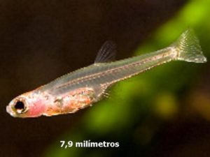El pez más pequeño Paedocypris