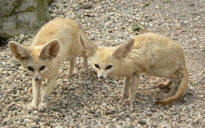 Najmenšia líška Fennec Fox