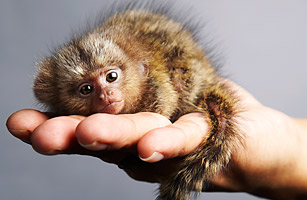 Najmenšia opica Pygmy Marmoset