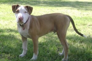 1. American Pit Bull Terrier farligaste hundraserna