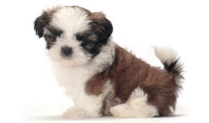 1. Shih Tzu nejmenší plemena psů na světě nejmenší plemena psů na světě