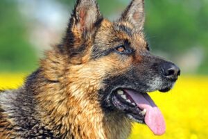Německý ovčák nejnebezpečnější plemena psů