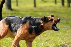 4. Aggressivitet hos hundar