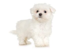 4. Maltézsky psík najmenších plemien psov na svete najmenši pes na svete