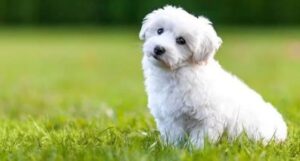 5. Bišon (Bichon Frisé) najmenších plemien psov na svete najmenši pes na svete
