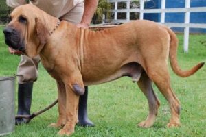 6. Brasiliansk fila av de farligaste hundraserna