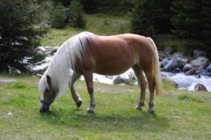 6. Hafling 10 caballos más bellos de todo el mundo . Los caballos más bellos del mundo . Las razas de caballos más bonitas que puedes conocer . 10 caballos más bonitos