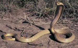 8.Philippine Cobra