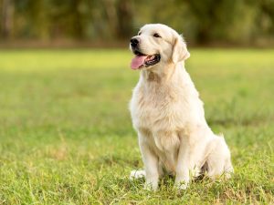 Co zrobić, aby pies żył dłużej - 10 porad
