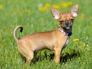 1.Chihuahua Längst levande hundar Topp 10 hundraser