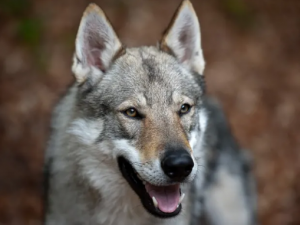 1. československý vlčák plemeno psa jako vlk  
