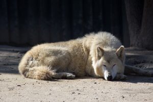 1.Canis lupus occidentalis největší vlci na světě největší vlk