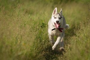 Siberian Husky - Psy do wędrówek po górach 