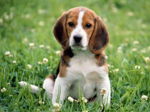 Beagle - Najdłużej żyjące psy