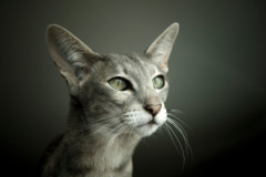 10. Devon Rex - najlepsze rasy kotów