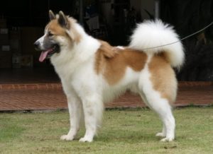 Tajski pies Bangkaew - Rasy psów z Azji
