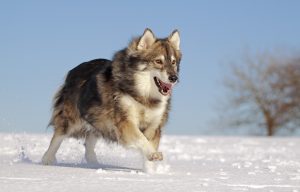 Utonagan - Pies wyglądający jak wilk top 10 rasy psów