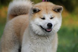 Akita Inu - Japońskie rasy psów