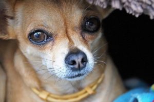 Chihuahuas - Agresywne rasy psów 